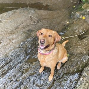 Meet your Posher, Brock